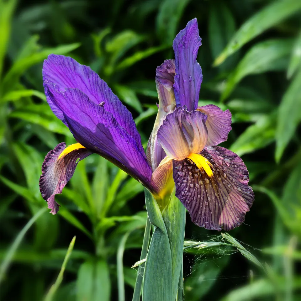 Bakker Tiger Eyes iris de Hollande 10 bulbes bronze