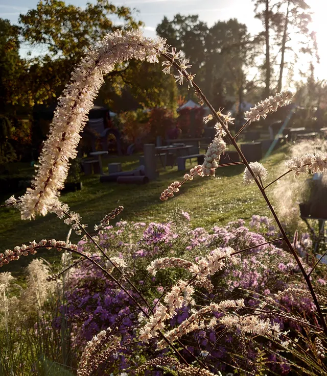 Passion Vivaces ACTAEA Queen of Sheeba vivace blanche pourpre