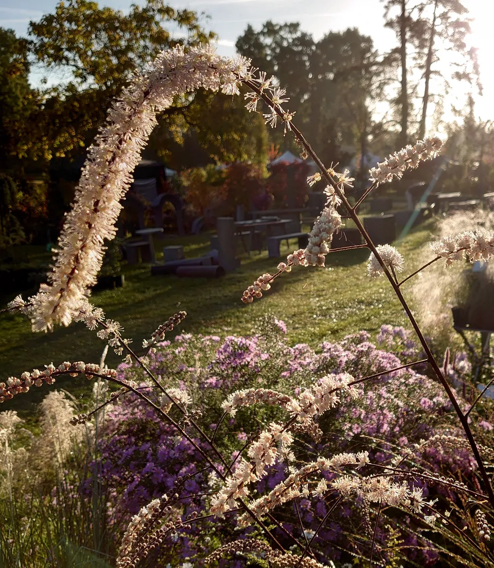 Passion Vivaces ACTAEA Queen of Sheeba vivace blanche pourpre