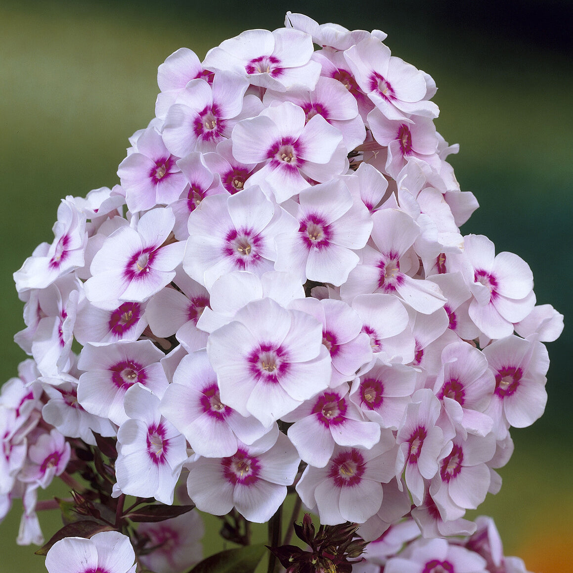 Bakker Europa phlox paniculé pot 9cm blanc œil rose