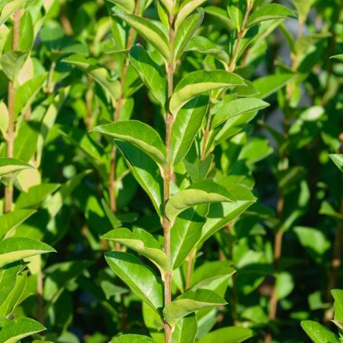 Bakker Arbustes Troène Californie Ligustrum ovalifolium pot 15cm