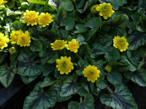 Passion Vivaces Ranunculus Collarette ficaire godet jaune