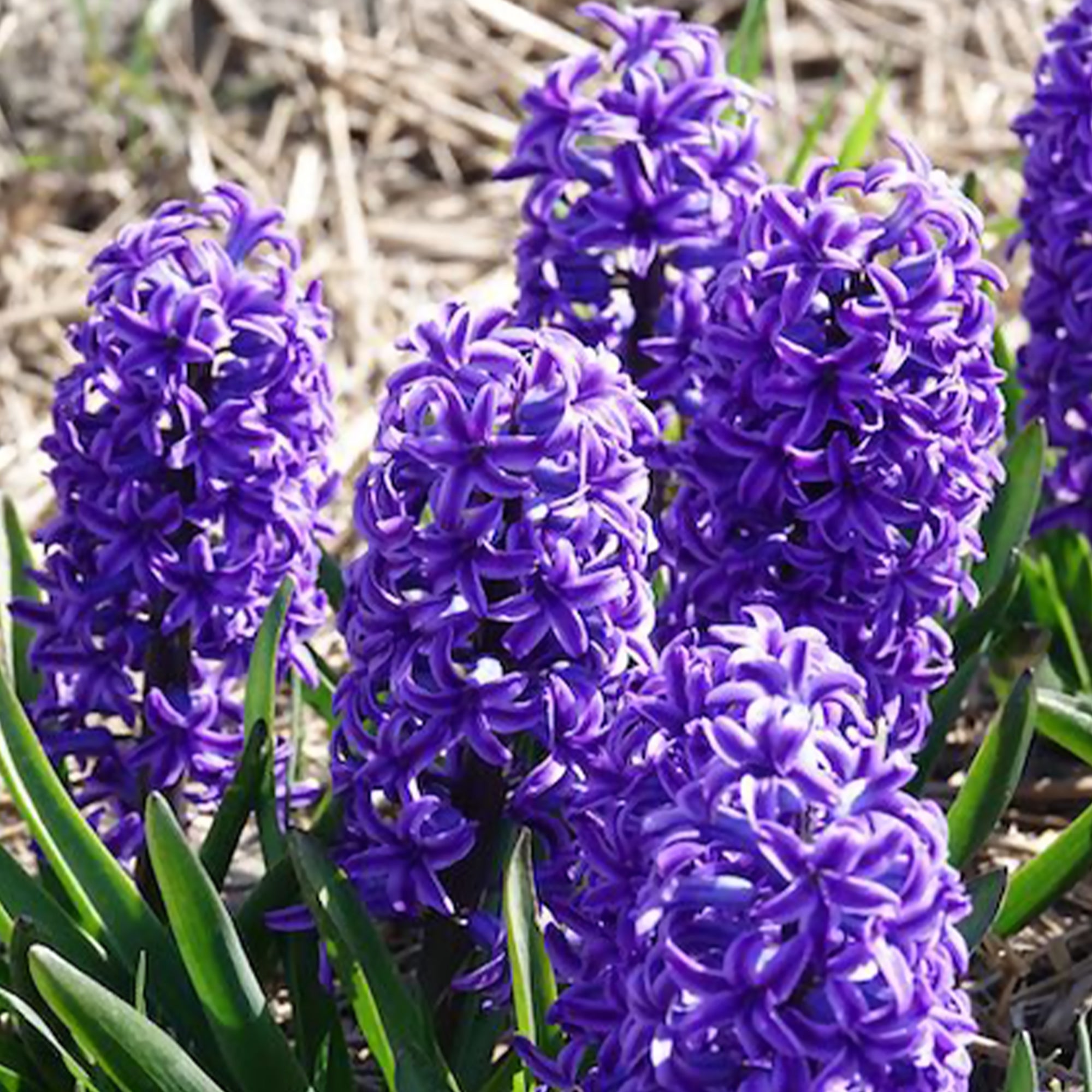 Bakker Bulbes à fleurs Jacinthe Blue Jacket sachet 3 bulbes bleus