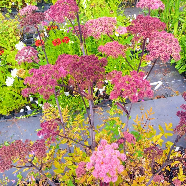 Passion Vivaces ANGELICA sylvestris Ebony vivace pourpre