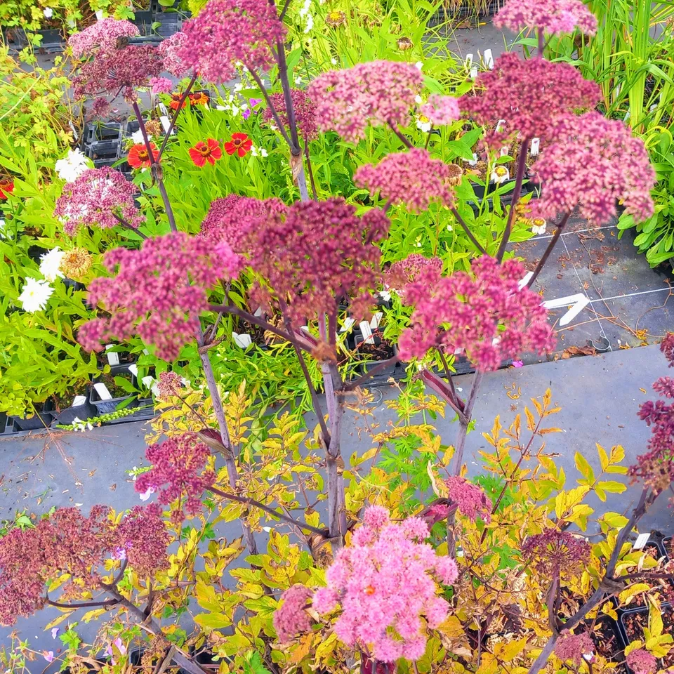 Passion Vivaces ANGELICA sylvestris Ebony vivace pourpre
