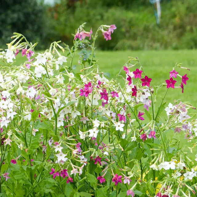 Bakker Tabac d'ornement en mélange graines fleurs parfumées 1g
