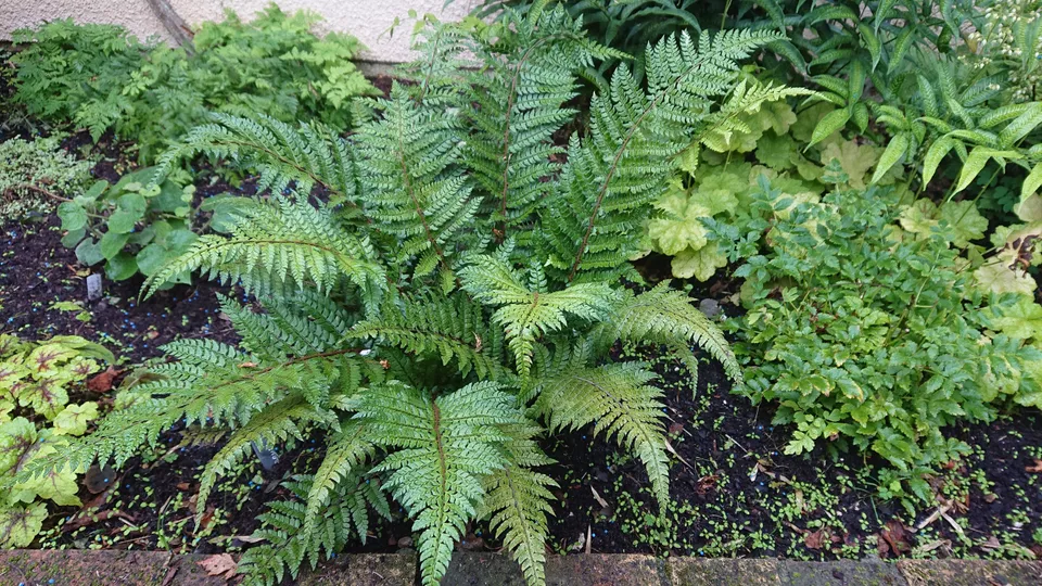 Passion Vivaces Polystichum makinoi fougère pot 1 L persistante