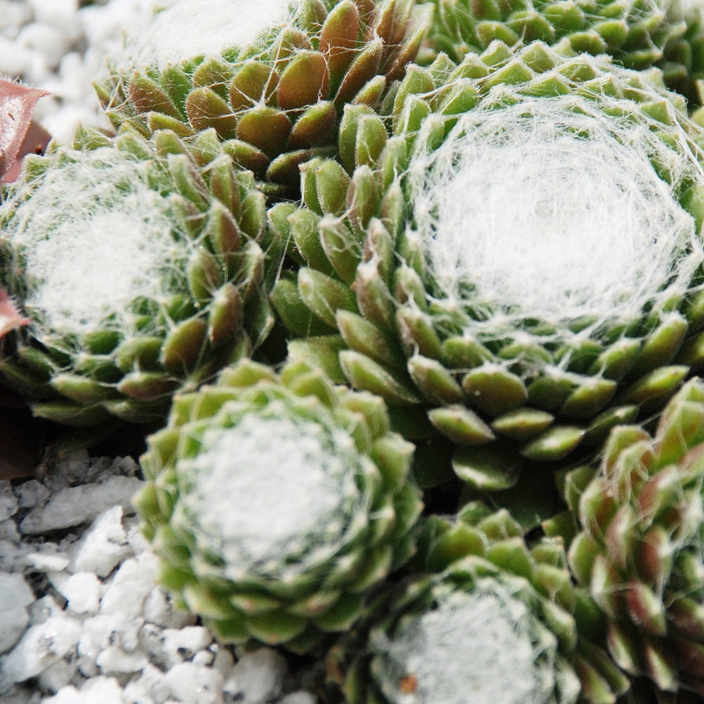 Bakker Joubarbe Chick Charms Sempervivum pot 9cm