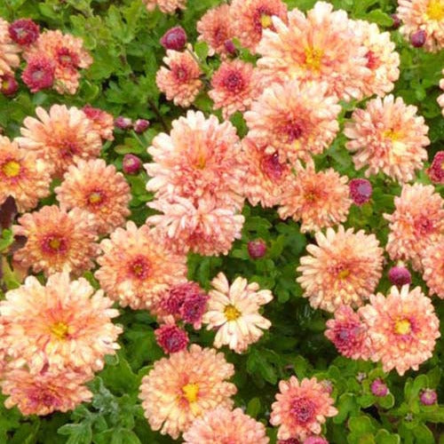Bakker Plantes vivaces Herbstbrokat chrysanthème jaune pot 9cm