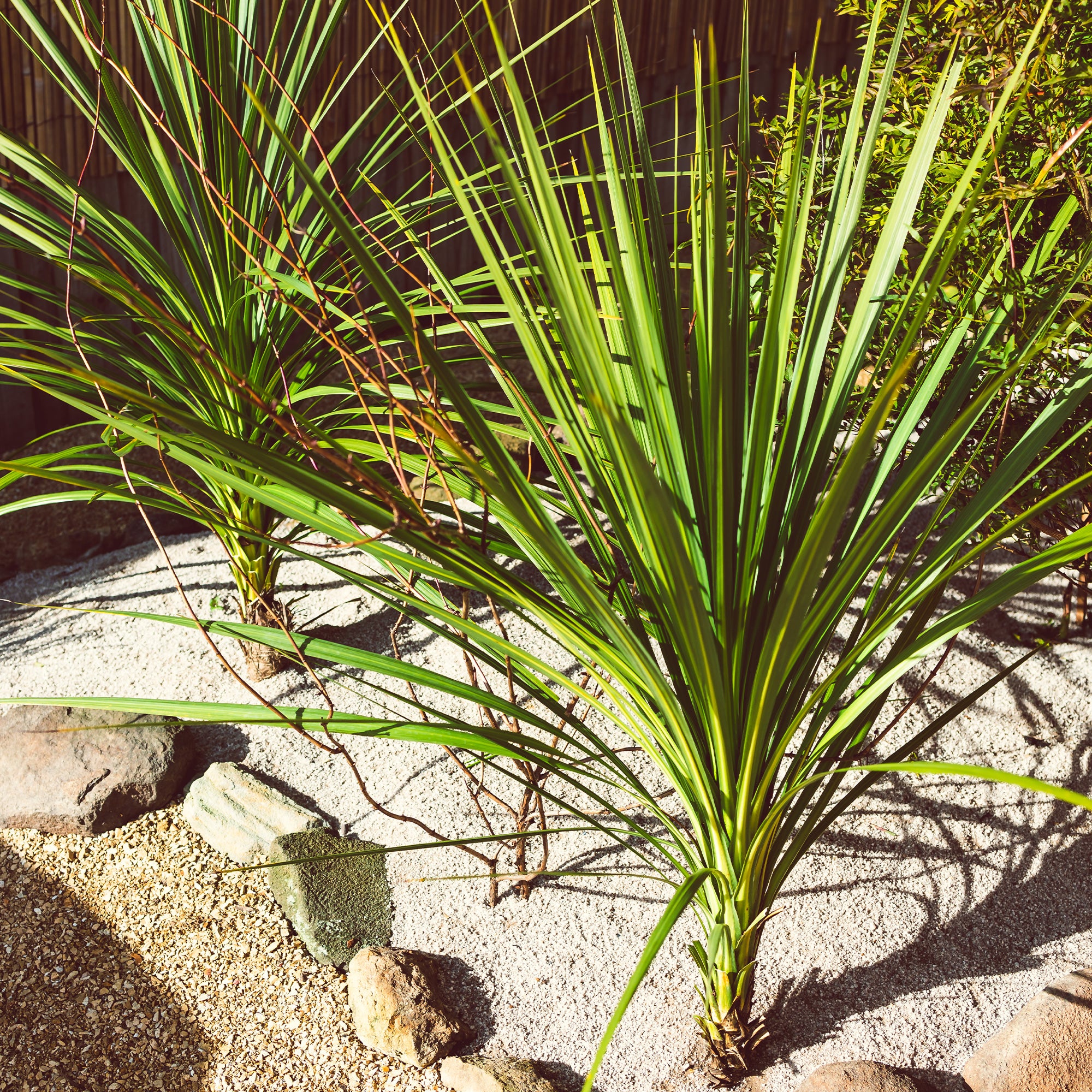 Bakker Cordyline australe arbuste pot 9cm 10-15cm
