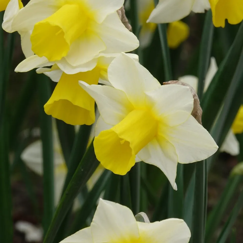 Bakker Narcisses Golden Echo bulbes 7 pièces blanc jaune