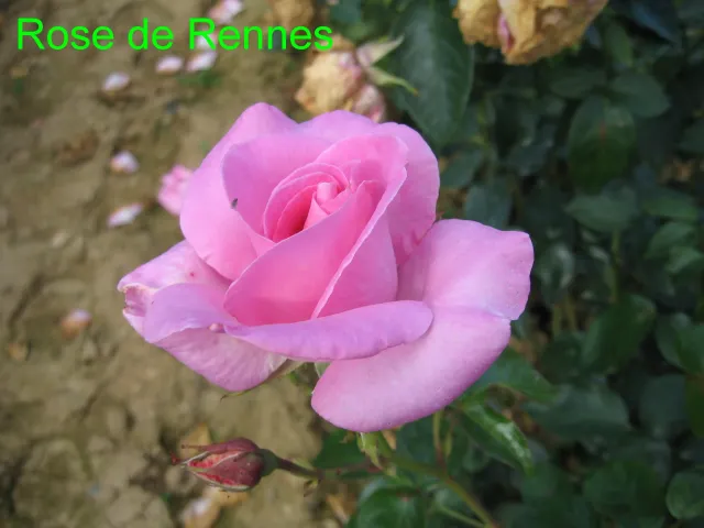 Michel Adam Rose de Rennes Adarhos rosier buisson rose