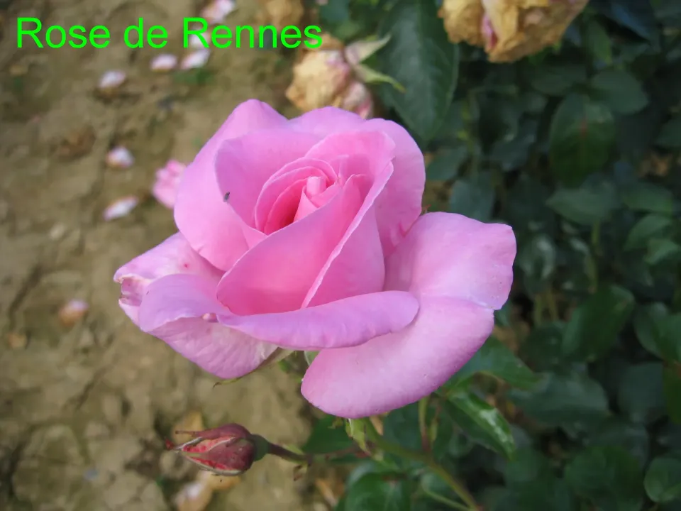 Michel Adam Rose de Rennes Adarhos rosier buisson rose