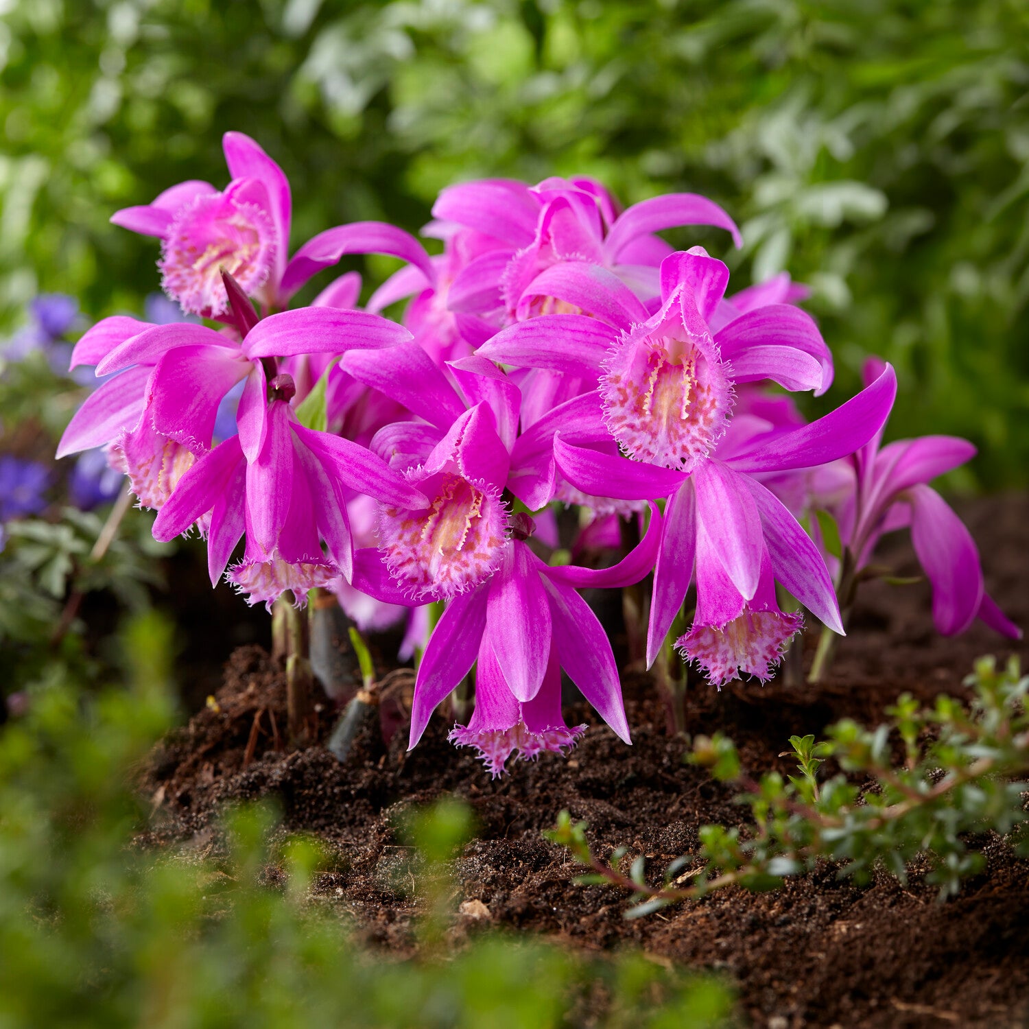 Bakker Bulbes Orchidée Pleione Tongariro rose 1 bulbe