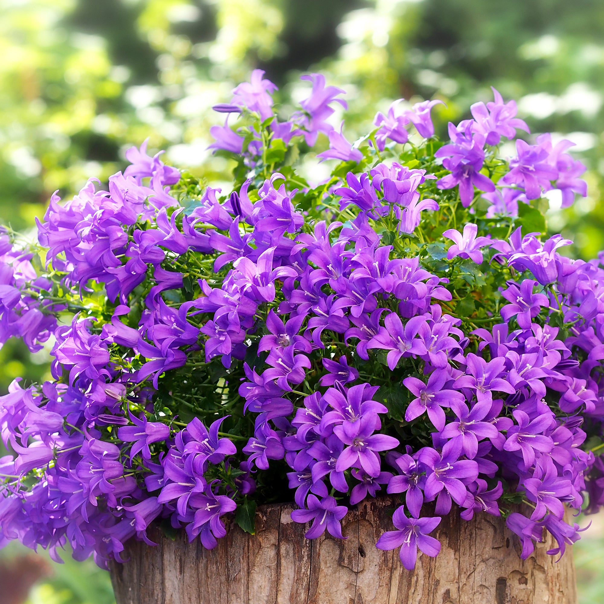 Bakker Campanule des murailles pot 9cm fleur violette couvre-sol