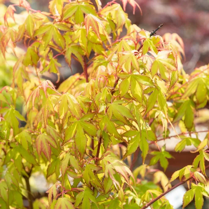 Bakker Katsura Érable du Japon arbuste pot Ø 11cm orange automne