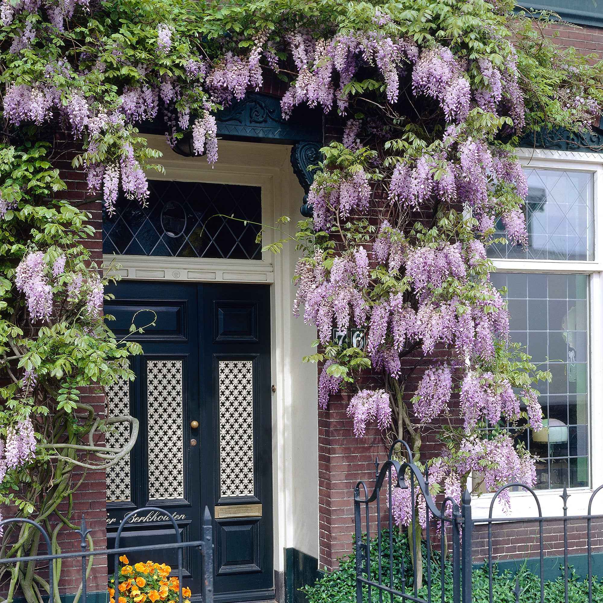 Bakker Glycine Naga Noda pot 2L grimpante grappes violet