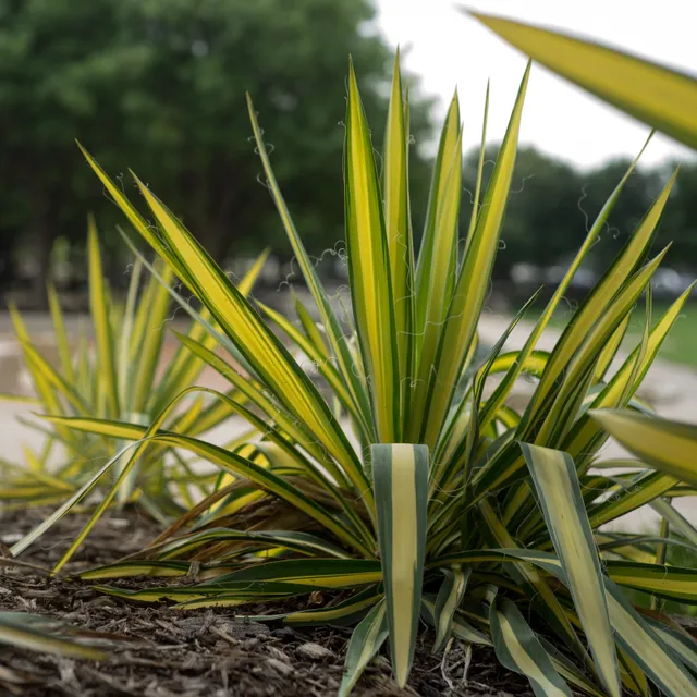 Bakker yucca filamentosa Colour Guard racine nue soleil