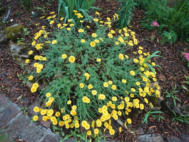 Passion Vivaces ANTHEMIS tinctoria Dwarf Form vivace godet nain