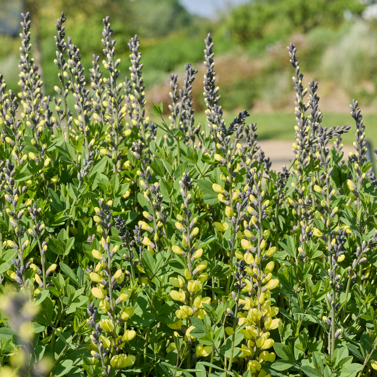 Bakker Vanilla Cream lupin indigo pot 9cm jaune