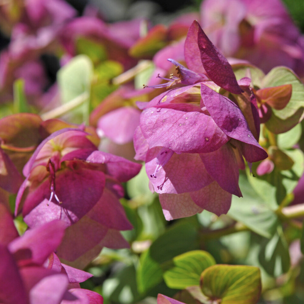 Bakker Kent Beauty origan ornemental pot Ø 9cm rose