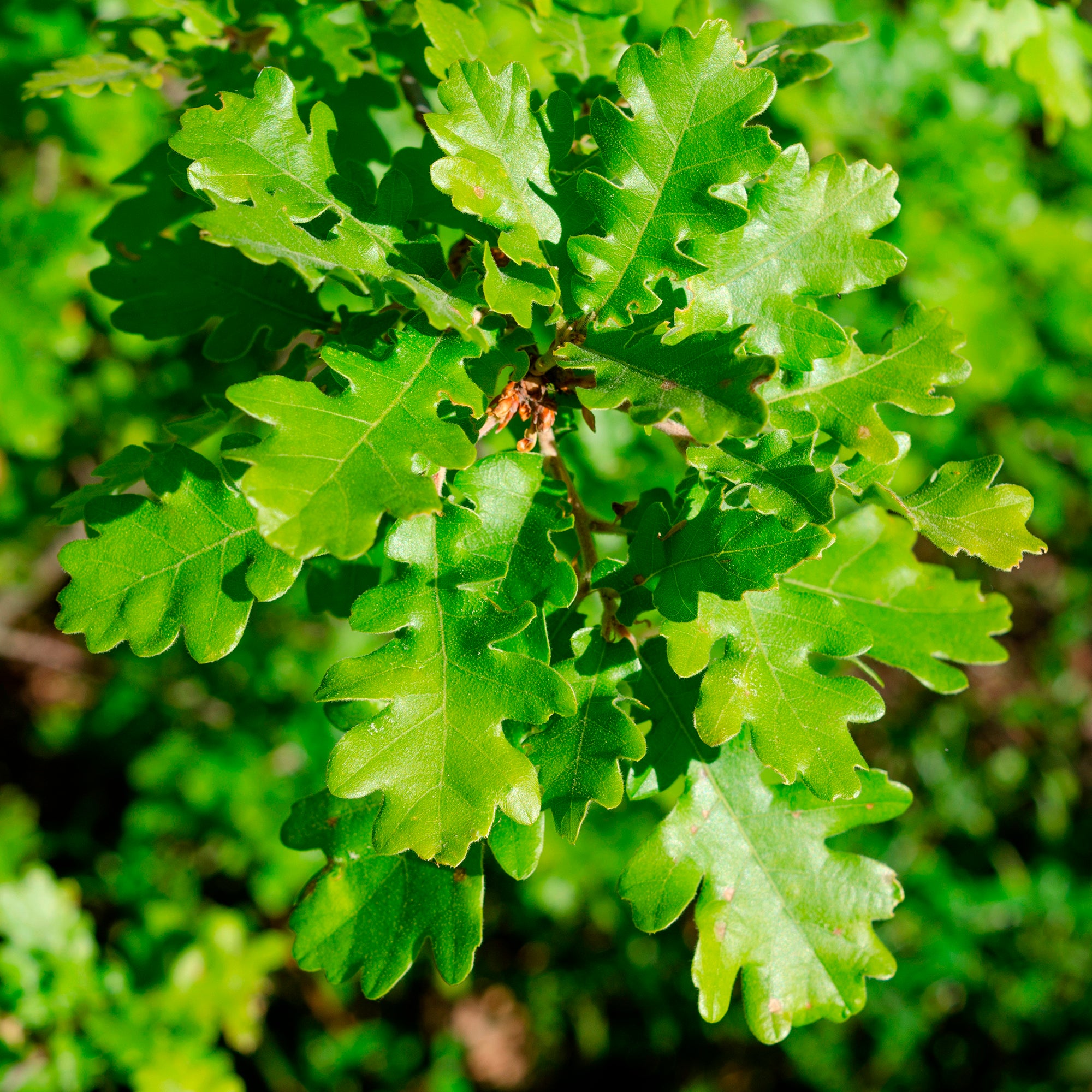 Bakker Arbres Chêne pubescent Quercus pot 9cm soleil sec