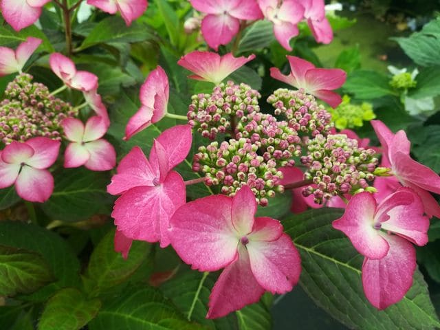 Les Hortensias du Haut Bois Sélina hortensia fleurs plates