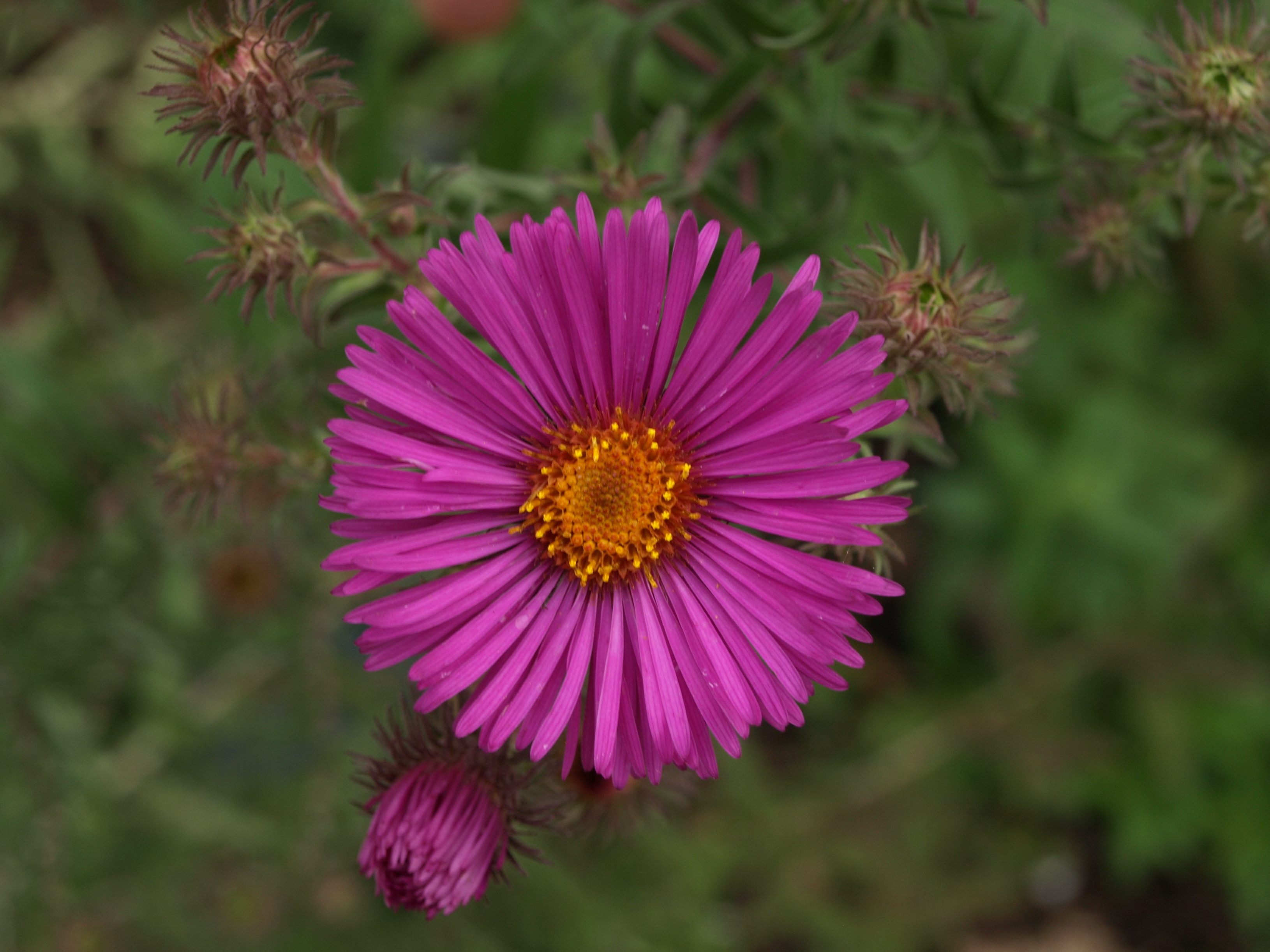 Passion Vivaces Aster Abendsonne plante vivace godet rose foncé