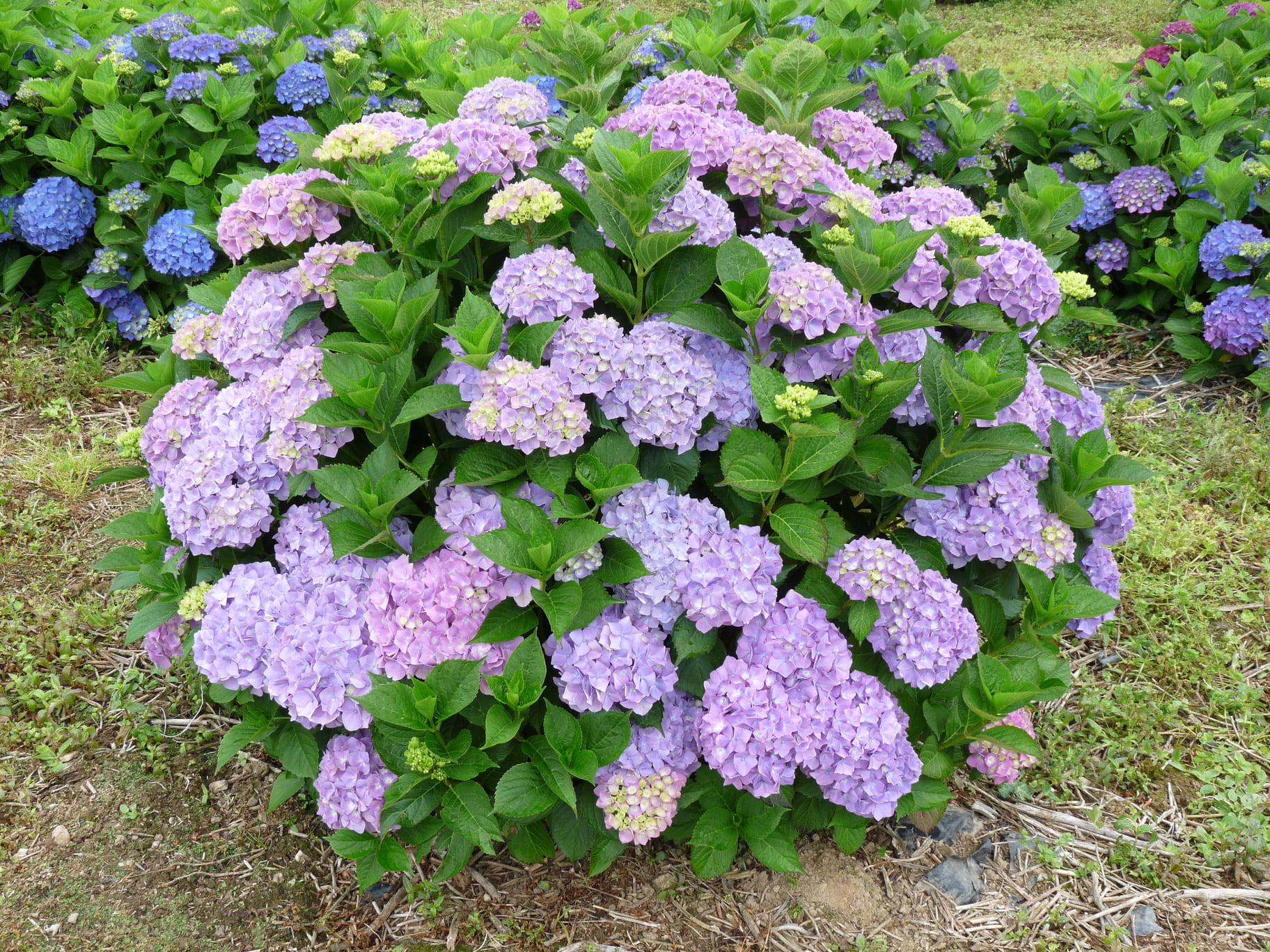 Les Hortensias du Haut Bois Rosa zwerg hortensia boule nain