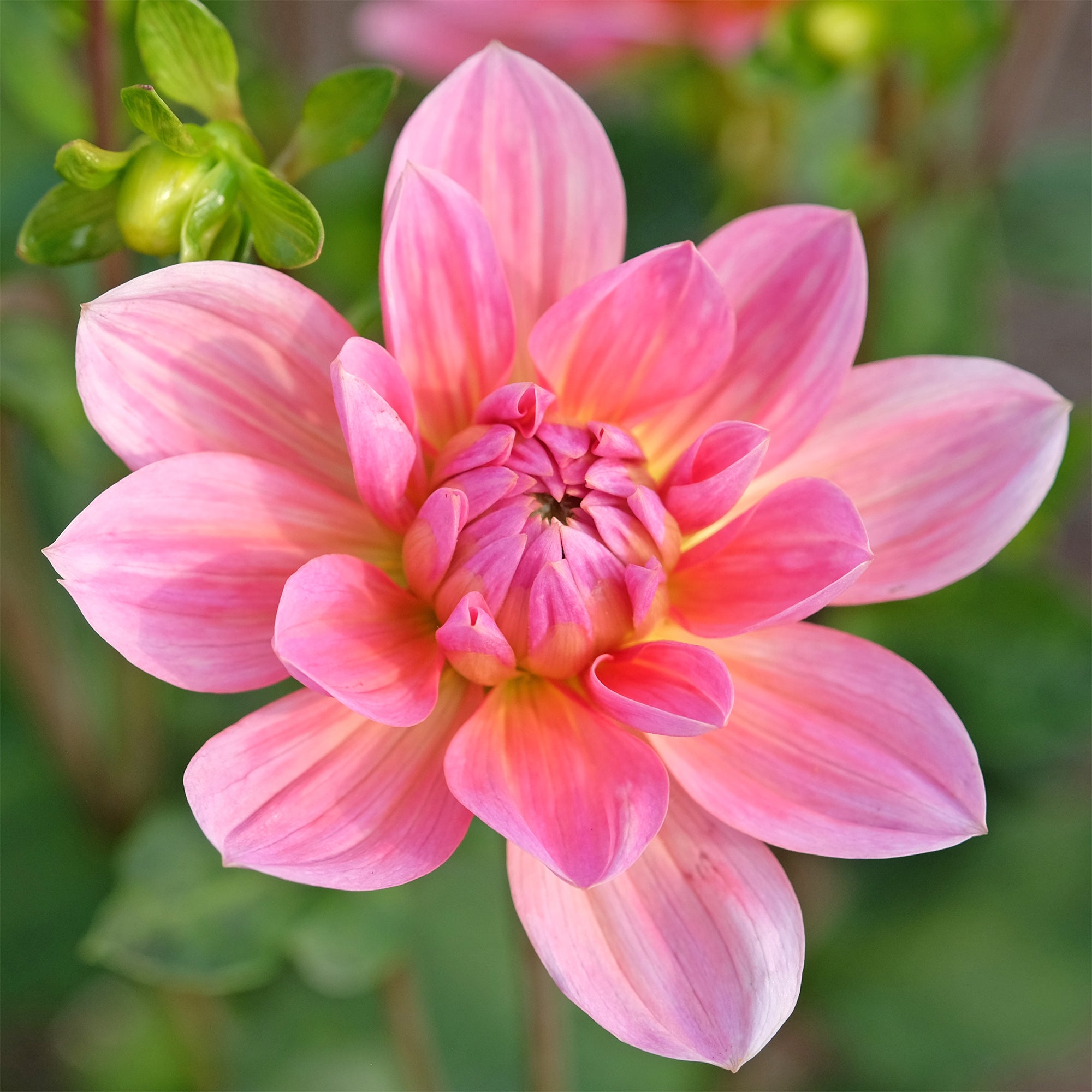 Bakker Dahlia Twiggy bulbe rose fleur à couper sachet 1