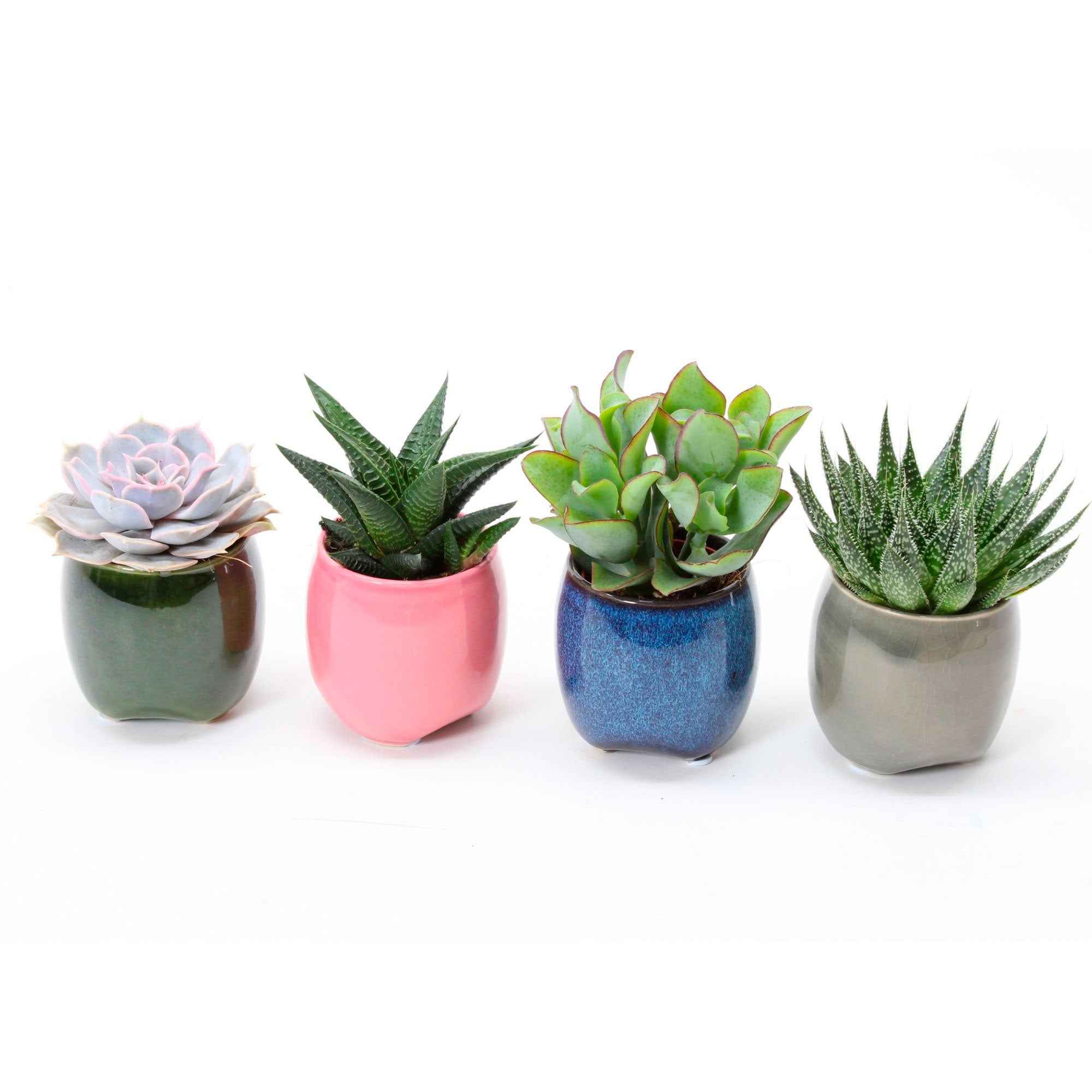 Bakker Collection 4 succulentes plantes grasses 4 pots 5,5 cm