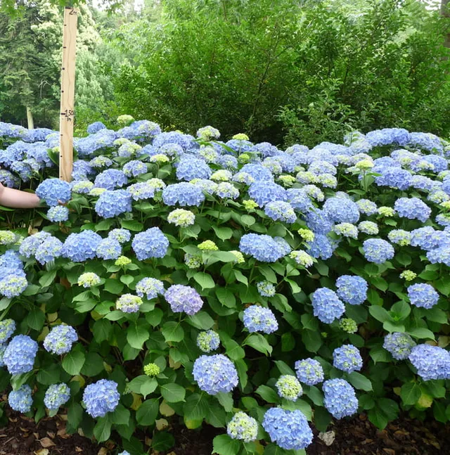 Les Hortensias du Haut Bois Niedersachsen hortensia fleurs rondes