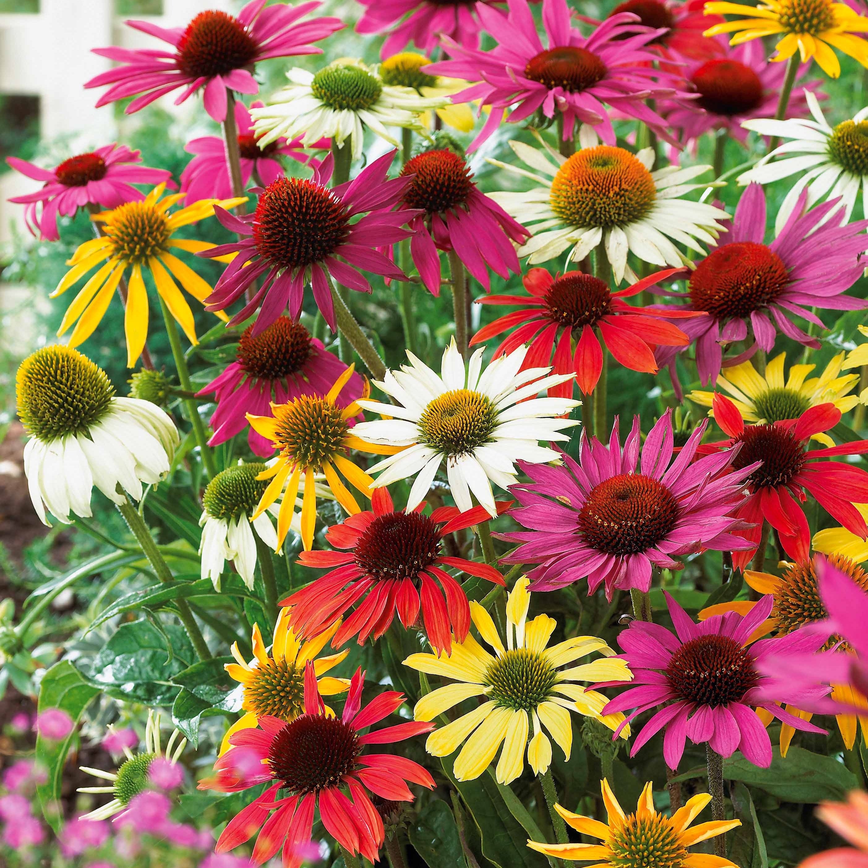 Bakker 5 Marguerites papillon vivaces racines nues mélange
