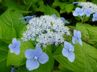 Les Hortensias du Haut Bois Ezo Hoshino hortensia serrata godet