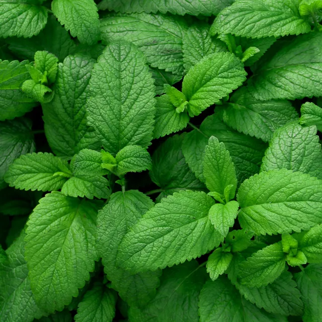 Bakker Menthe verte plant 13cm aromatique douce fraîche