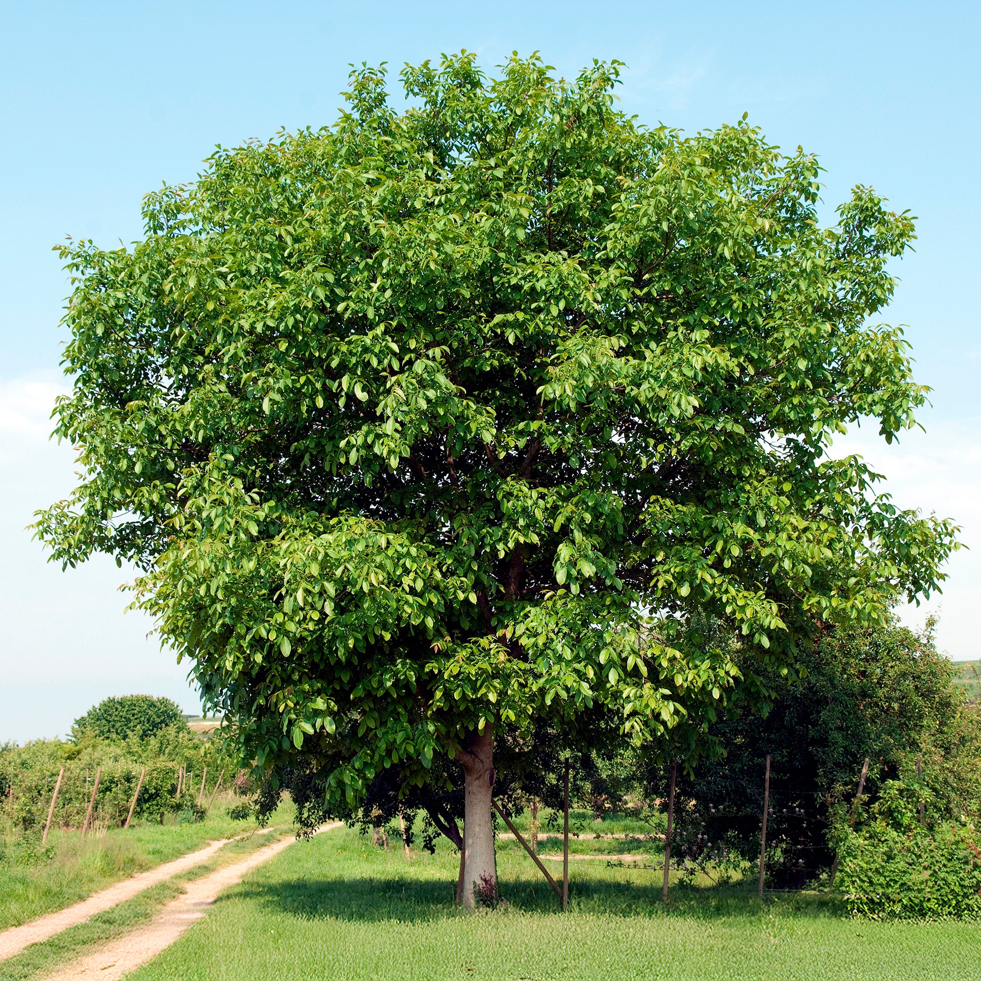 Bakker Noyer commun Buccaneer arbre fruitier pot 5L 70-90cm