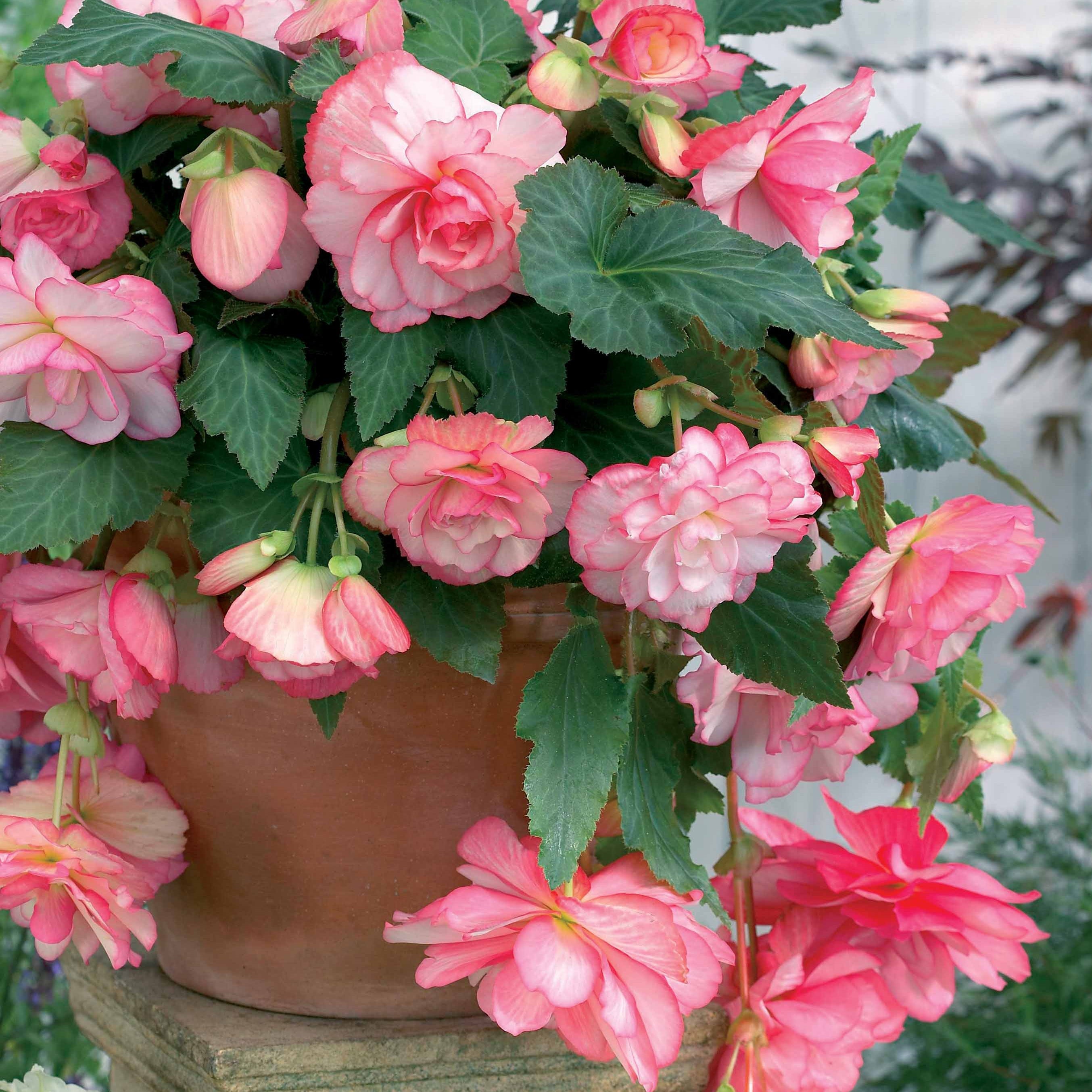 Bakker Bégonia Florence cascade 3 bulbes rose