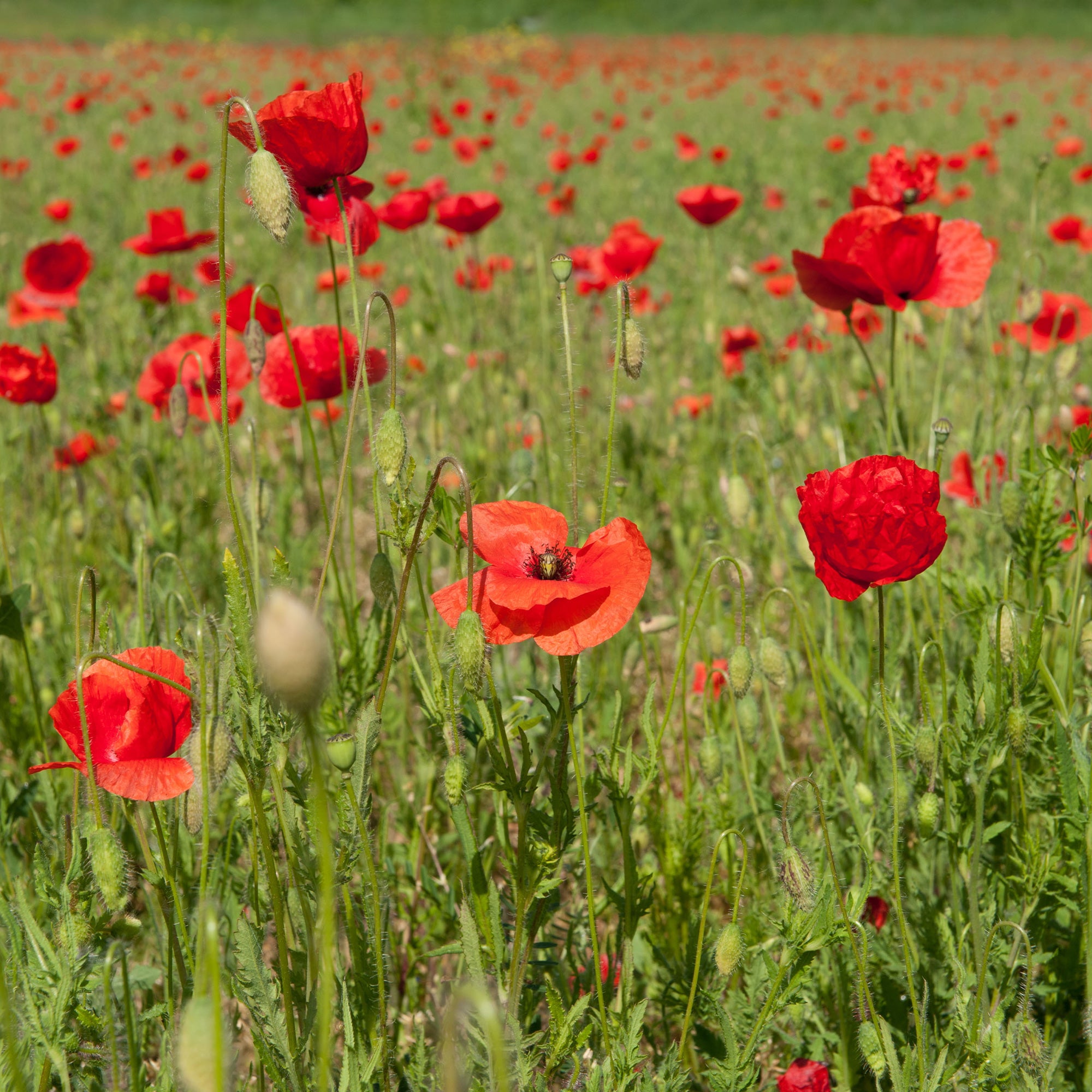 Bakker Red Corn Poppy pavot coquelicot sachet bio rouge