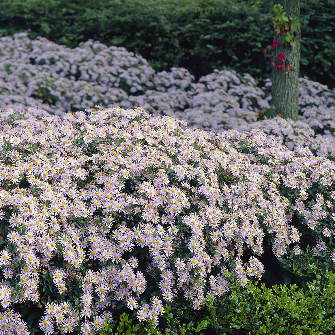 Bakker Asran astère nain pot 9cm fleurs violettes