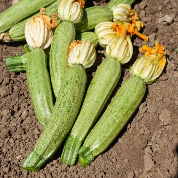 Bakker Courgette Profusion Grisette de Provence sachet 2g grise