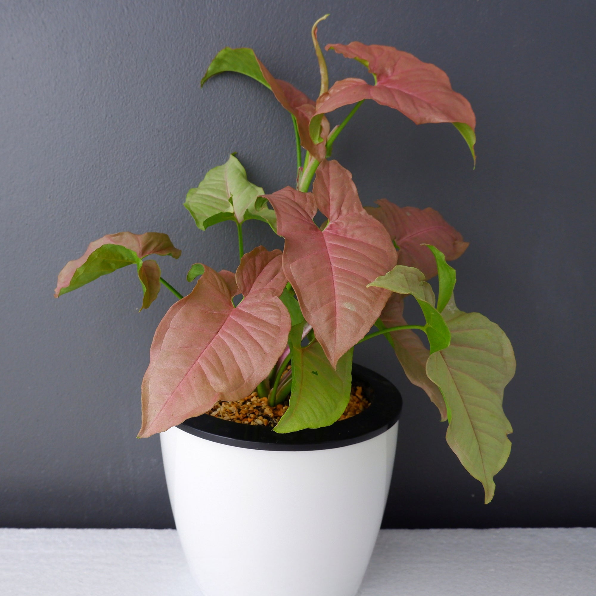 Bakker Syngonium Neon plante d'intérieur pot 12cm rose