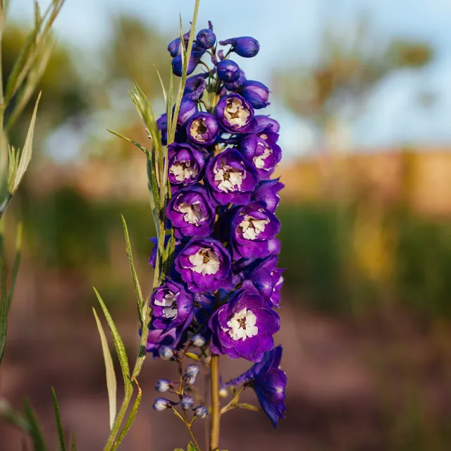 Bakker Delphinium King Arthur vivace pot Ø 9cm violet