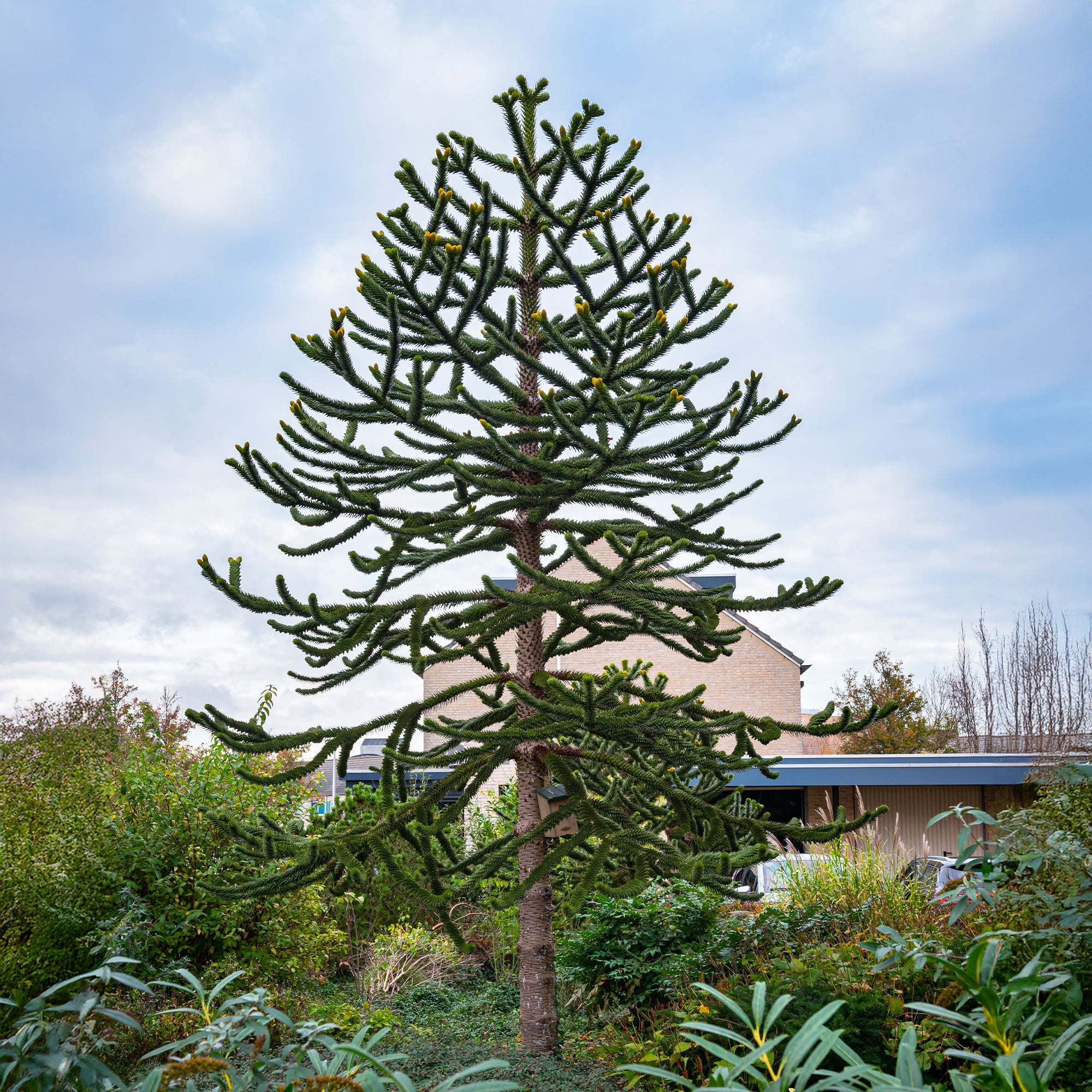 Bakker Araucaria Désespoir des singes conifère pot 1L rustique