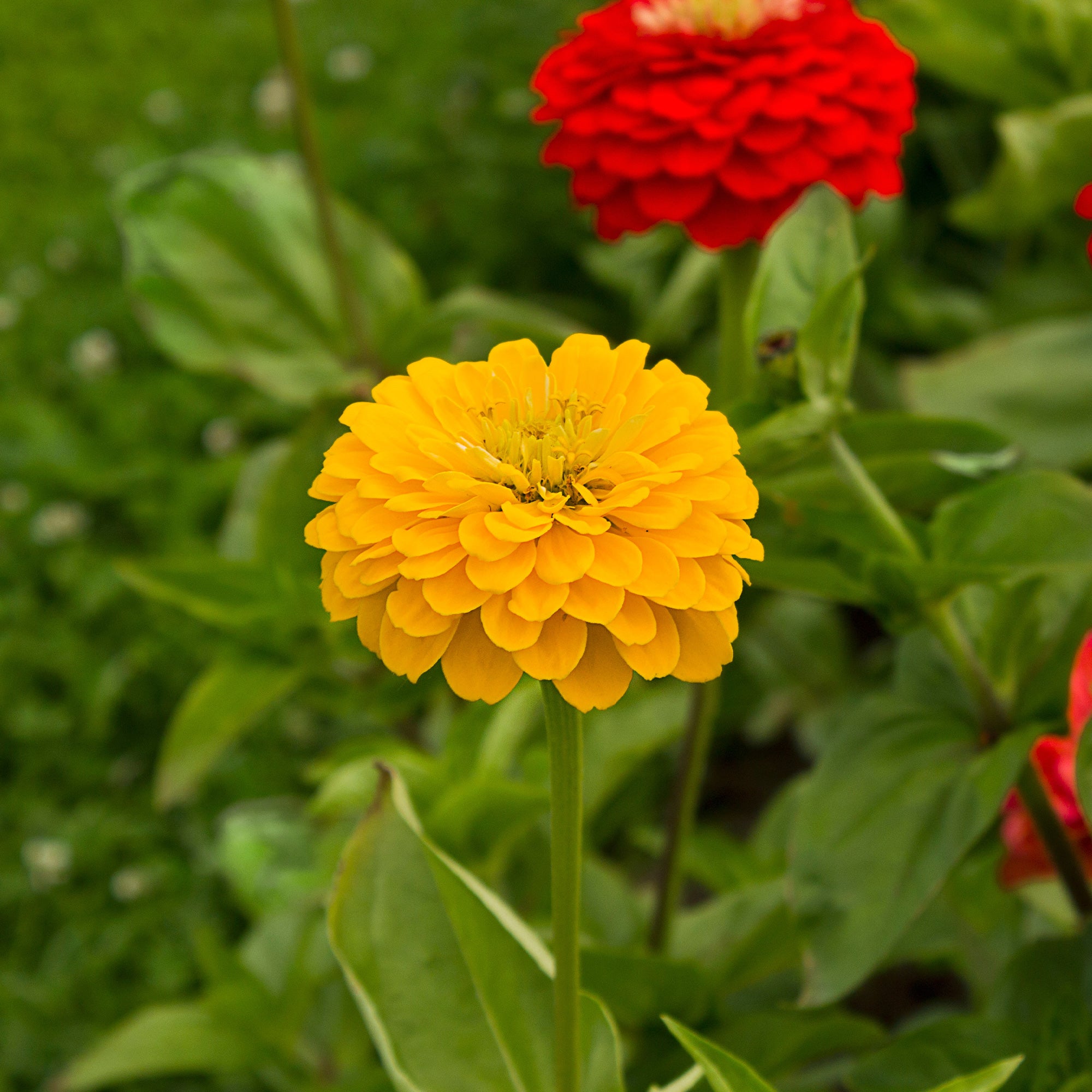 Bakker Zinnia jaune annuelle pot Ø10,5cm 90cm