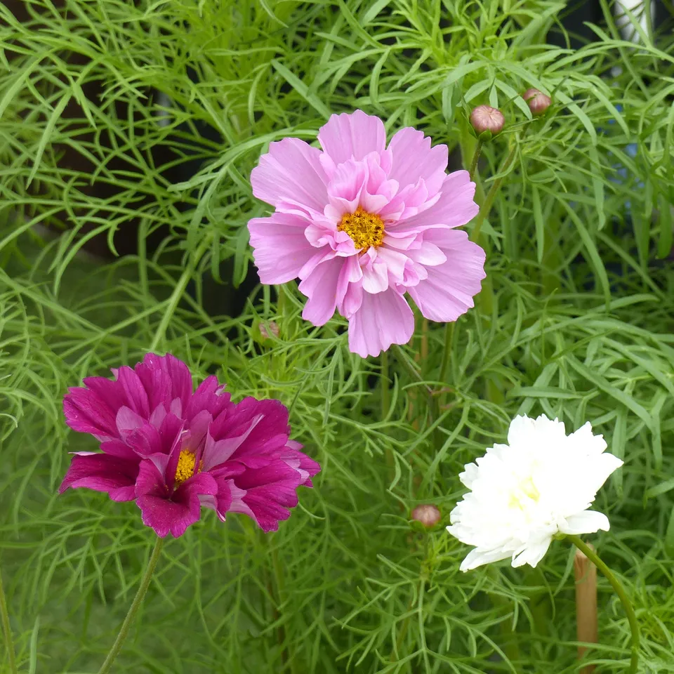 Bakker Collection 3 cosmos doubles graines sachet 250 mélange