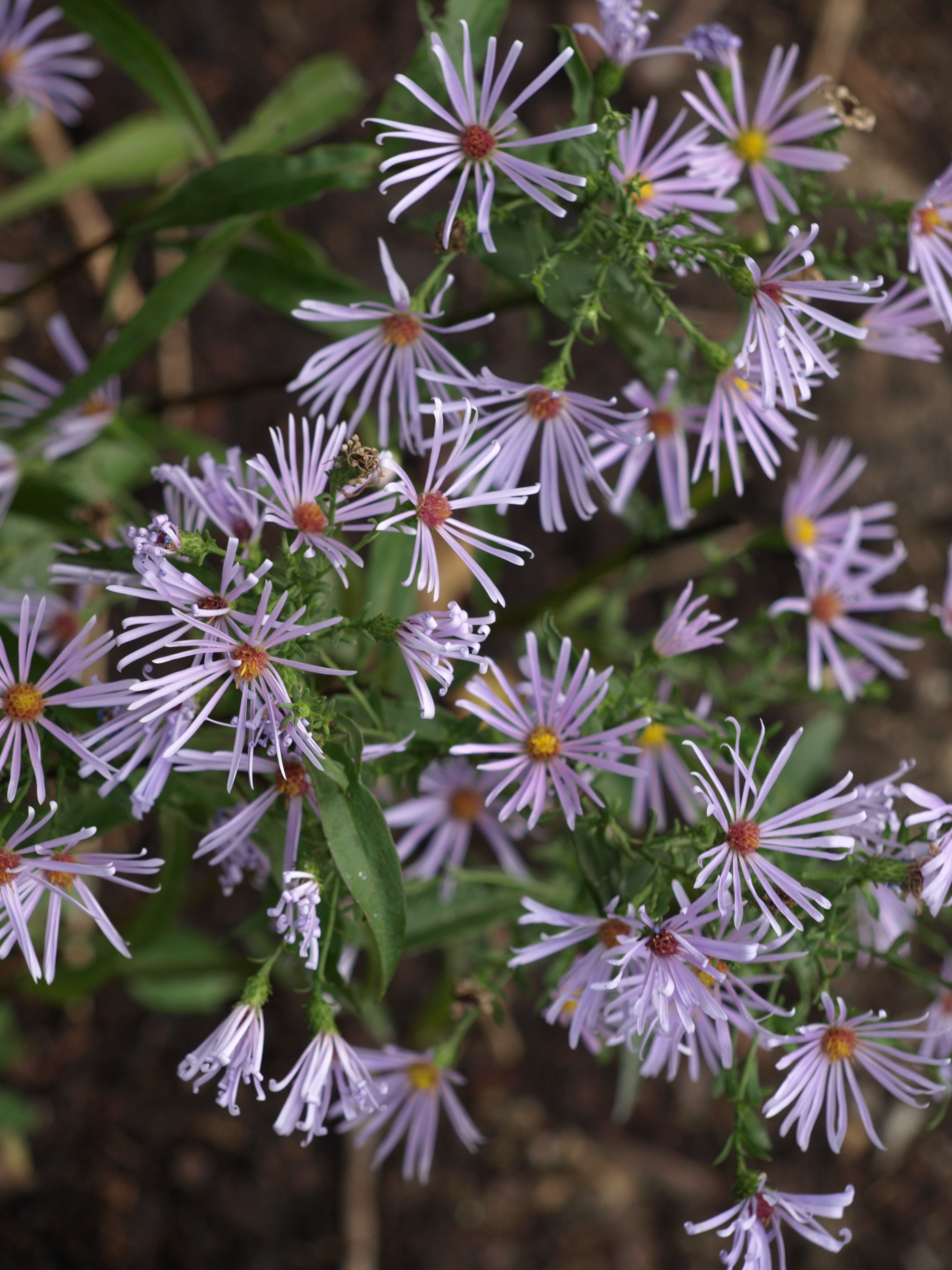 Passion Vivaces Aster Chilly Finger plante mauve godet