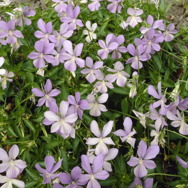 Bakker Violette cornue Boughton Blue pensée pot 9cm violet