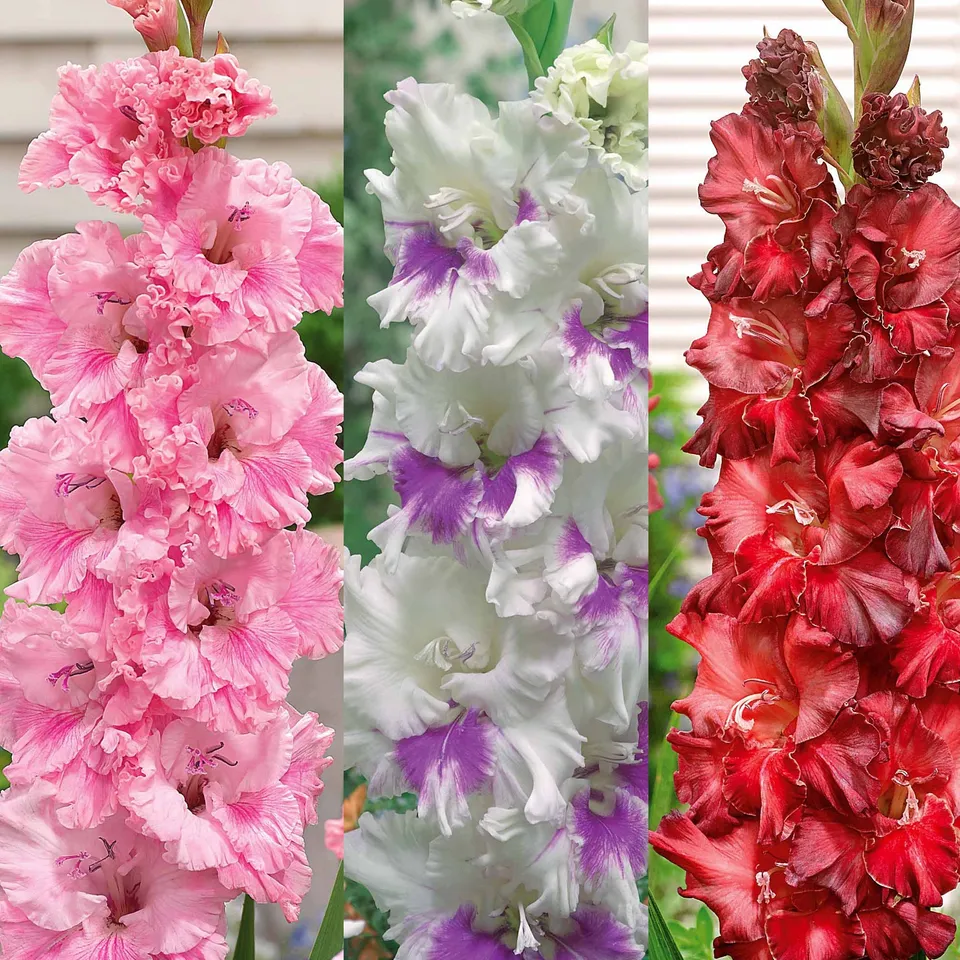 Bakker Bulbes à fleurs 30 Glaïeuls Perroquets Bulbe Mélange Couleurs 10cm+