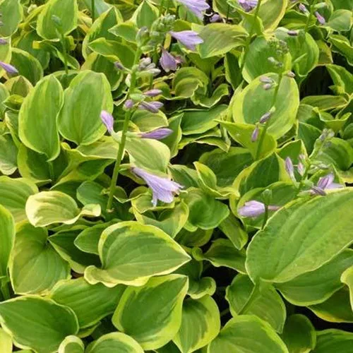 Bakker Hosta Golden Tiara vivace ombre pot 9cm panaché