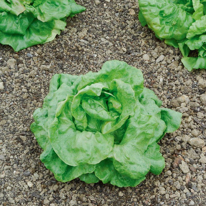Bakker Laitue pommée Du Bon Jardinier graines sachet 3g
